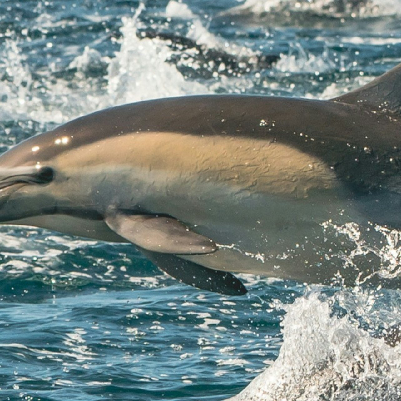 Experience the excitement of dolphins leaping through the waves surrounded by the stunning coastal views of Newport Beach while learning about the incredible marine life that calls this area home.